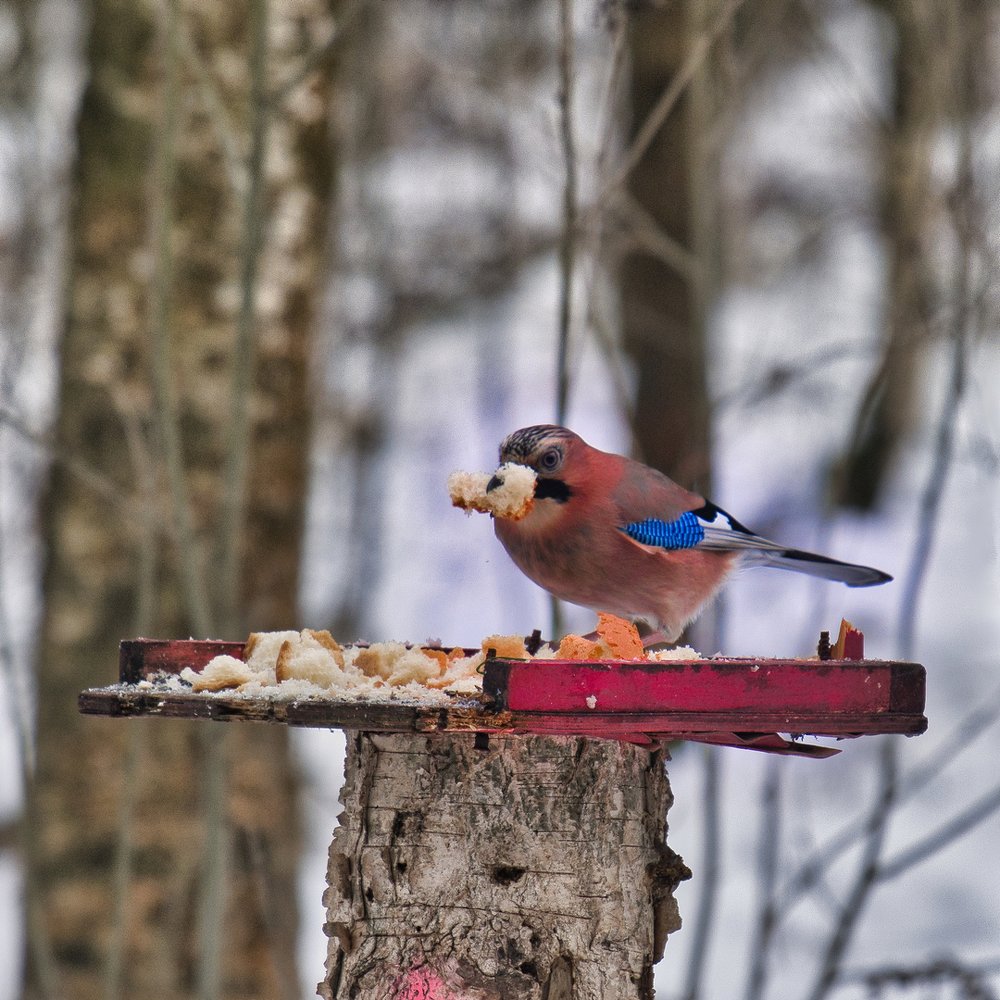 Photograph by Василий Шугурин