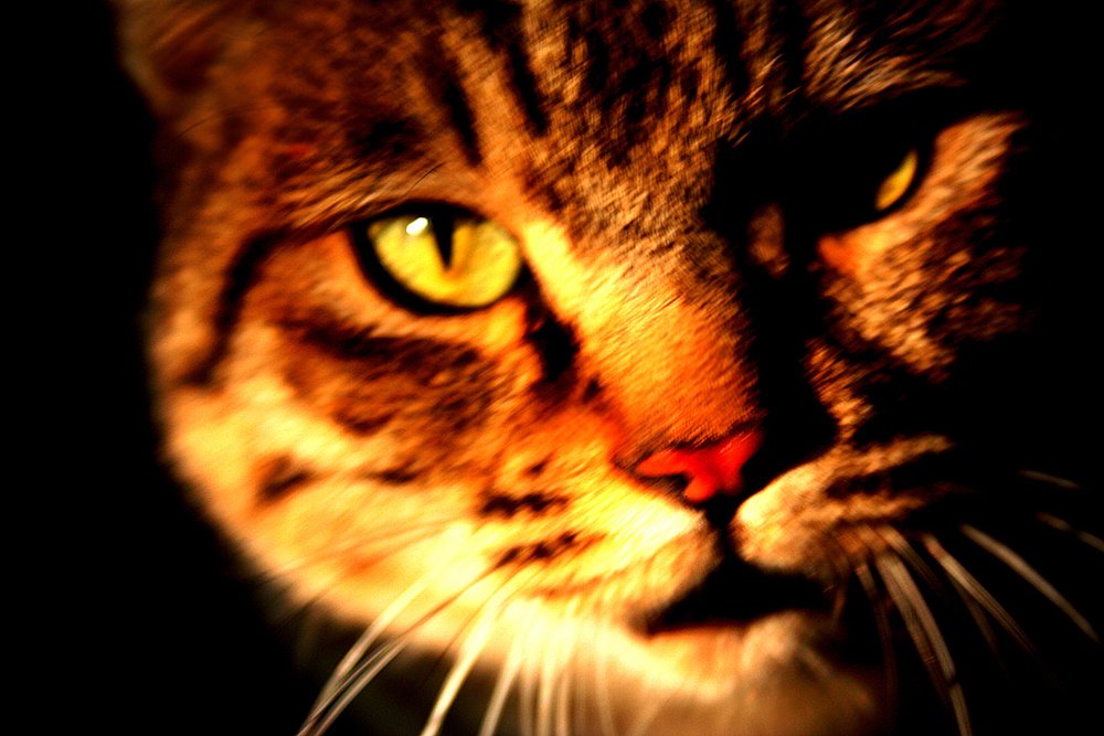 Photograph by Siamak Sabet