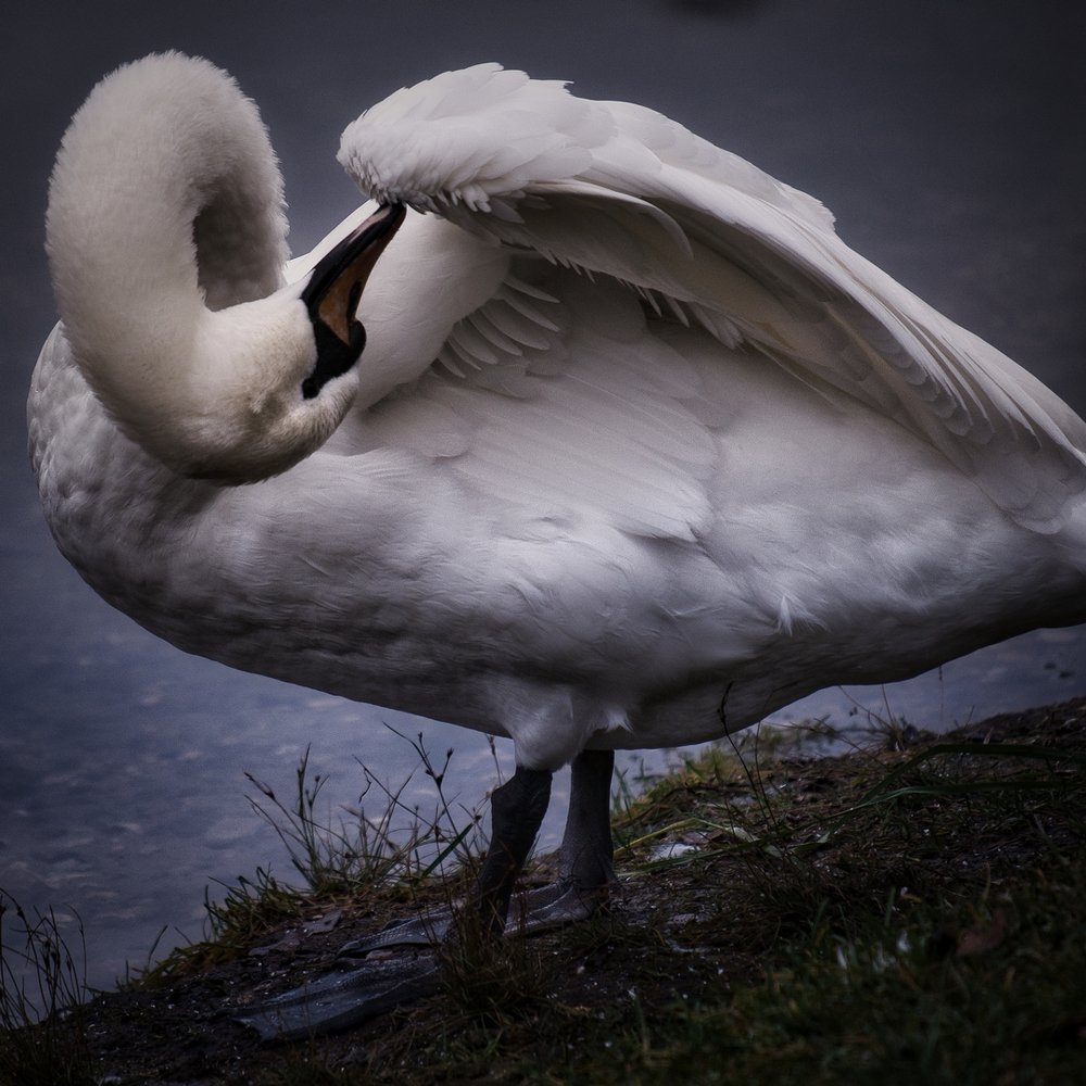 Photograph by Василий Шугурин