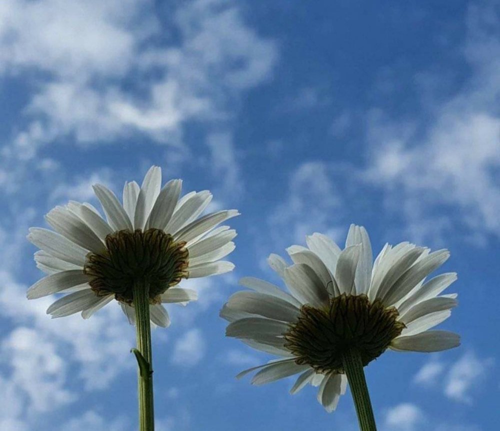 Ромашки в небе