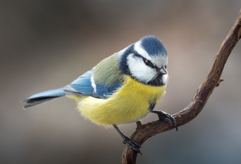 Blue tit