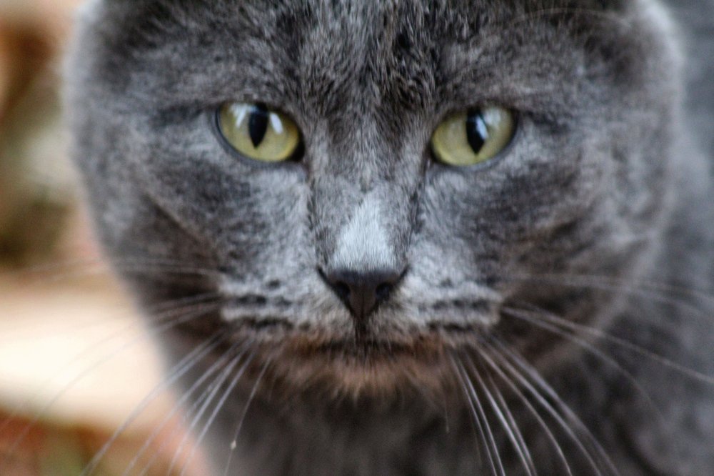 Photograph by Elena Khalizova