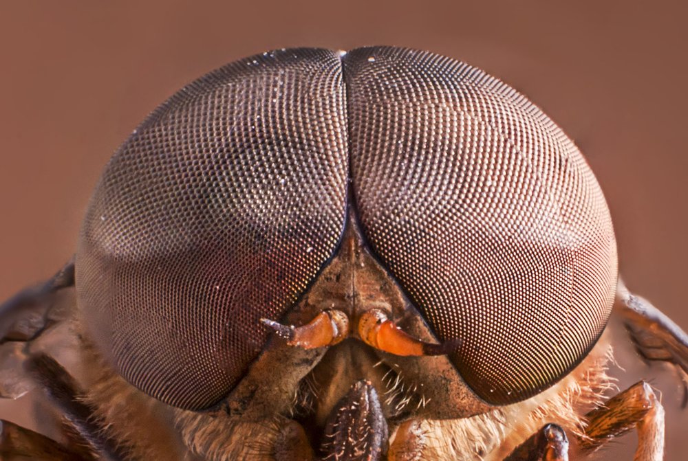 Photograph by Chamara Sulakkhana Polwatta Siriyalage