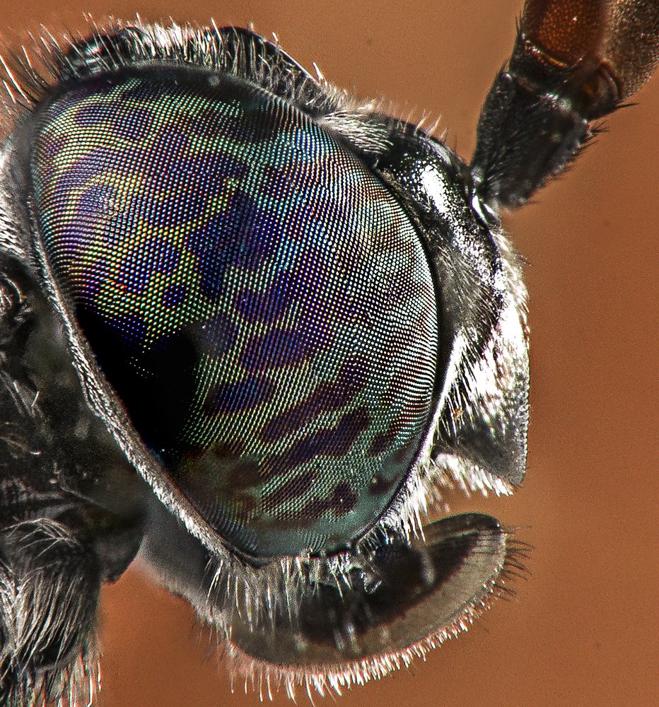 Photograph by Chamara Sulakkhana Polwatta Siriyalage