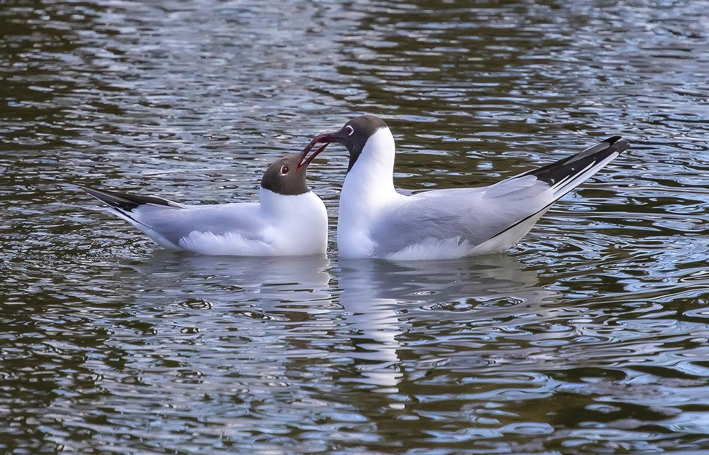 Photograph by Александр Широких