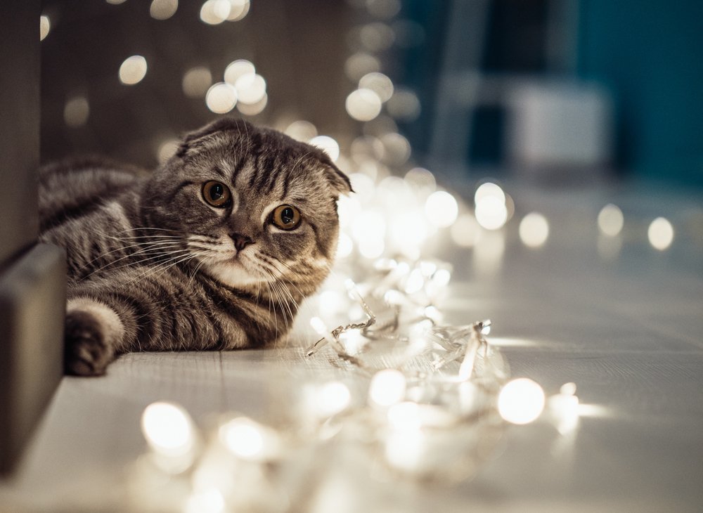 Photograph by Oxana Rovitskaya