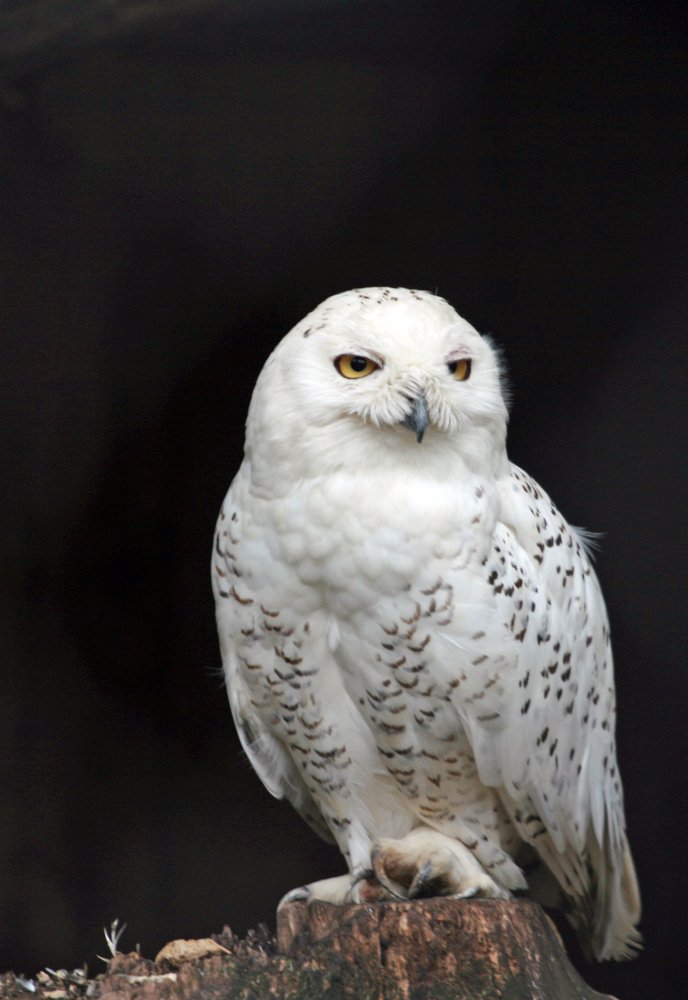 Photograph by Mihai Romeo Bogdan