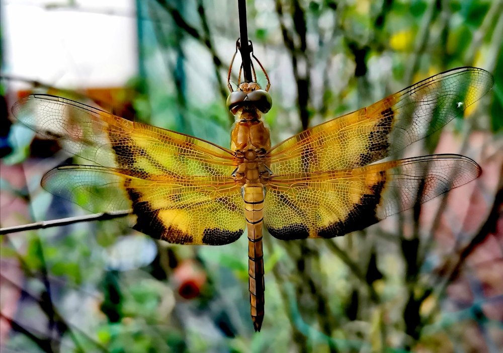 Photograph by Chunhou Poon