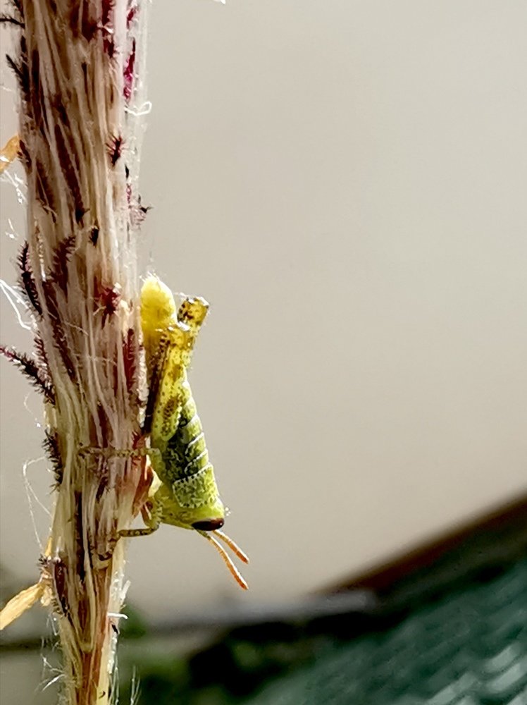 Photograph by Chunhou Poon