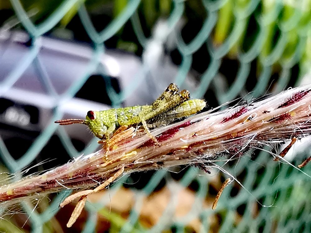 Photograph by Chunhou Poon