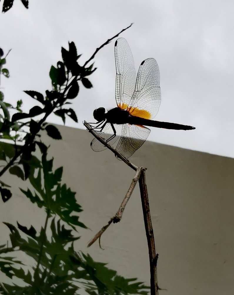 Photograph by Chunhou Poon