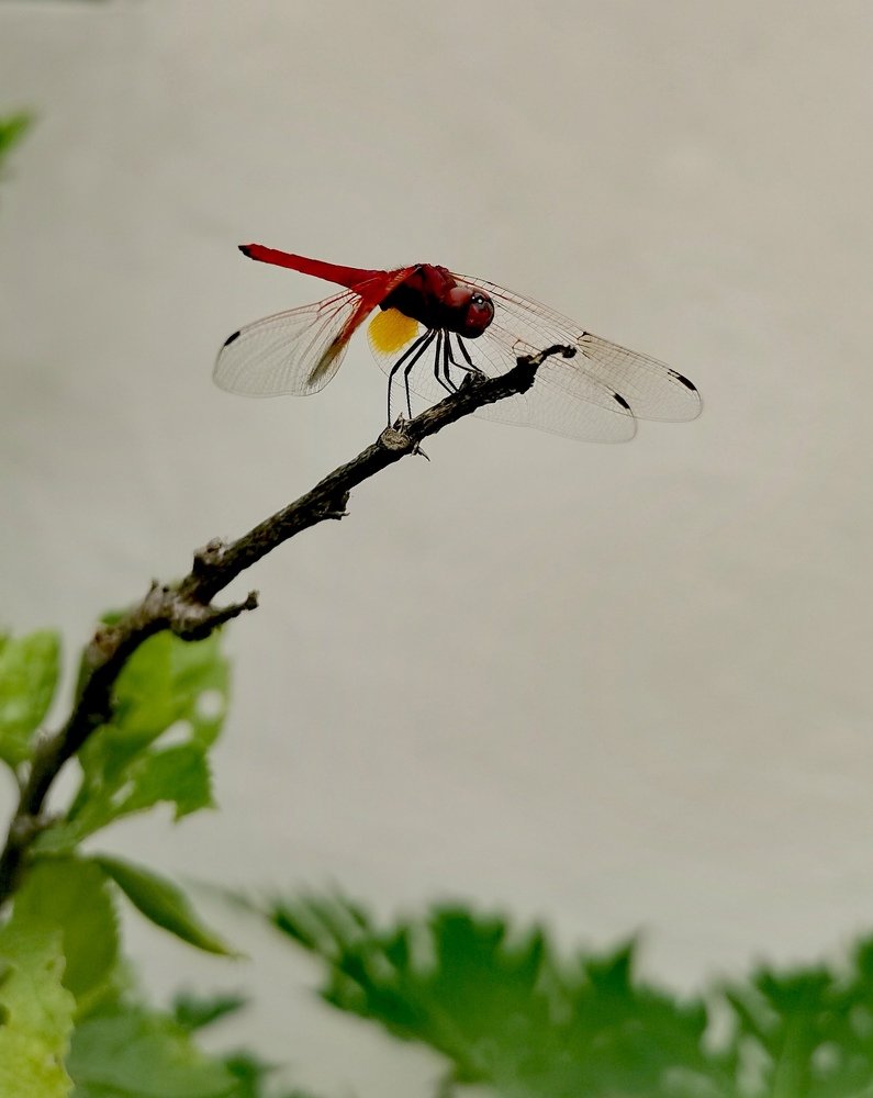 Photograph by Chunhou Poon