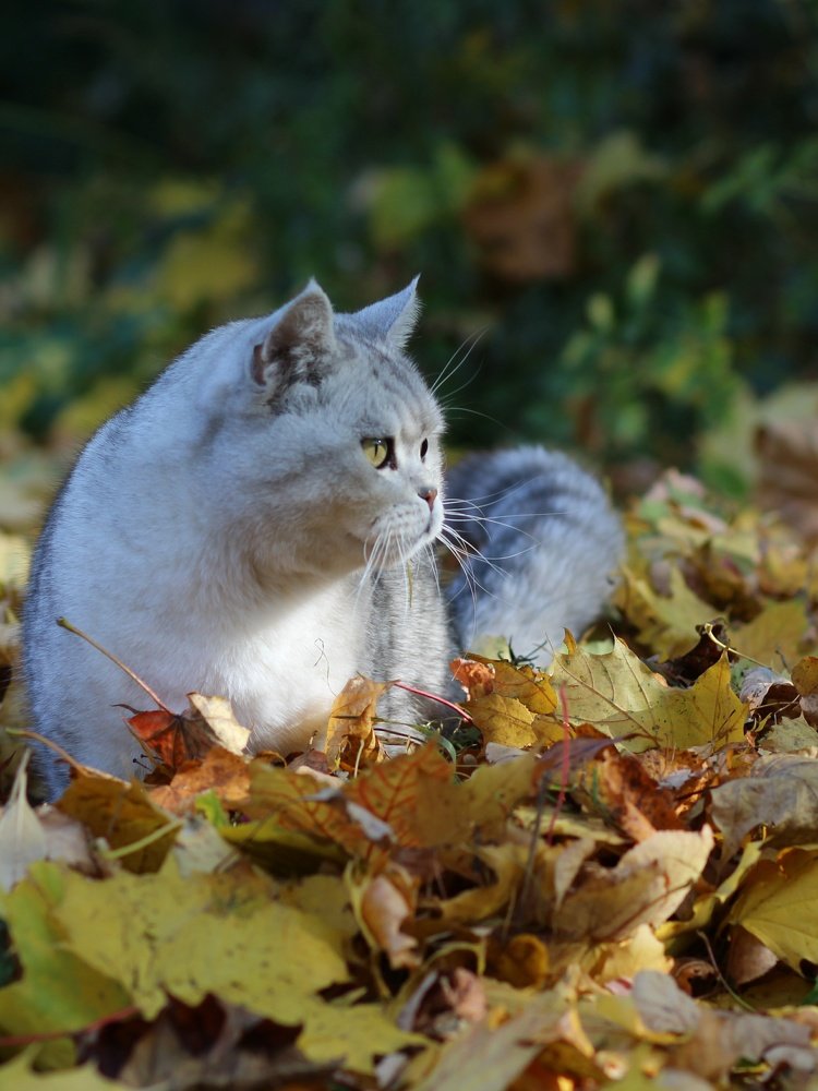 Photograph by Светлана Богомолова