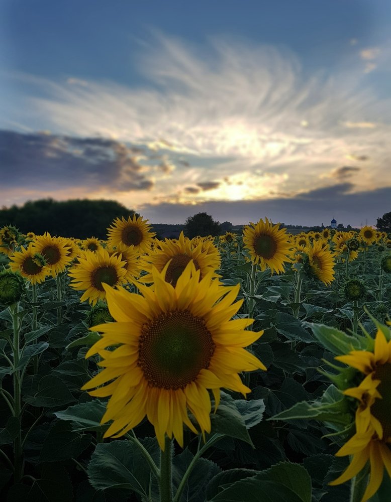 Photograph by Ольга Пумочка-13