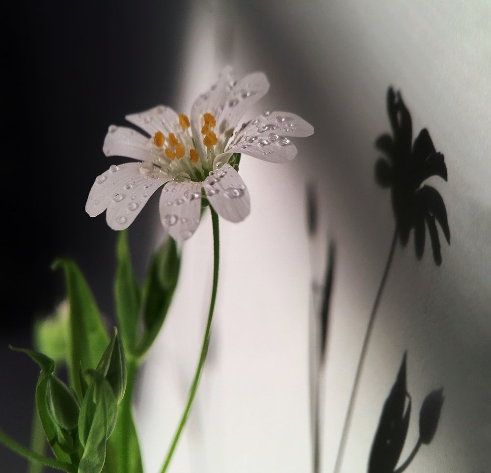 Photograph by Виолетта Афанасьева