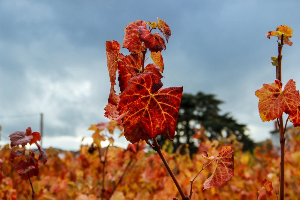 Photograph by Ambre Visca