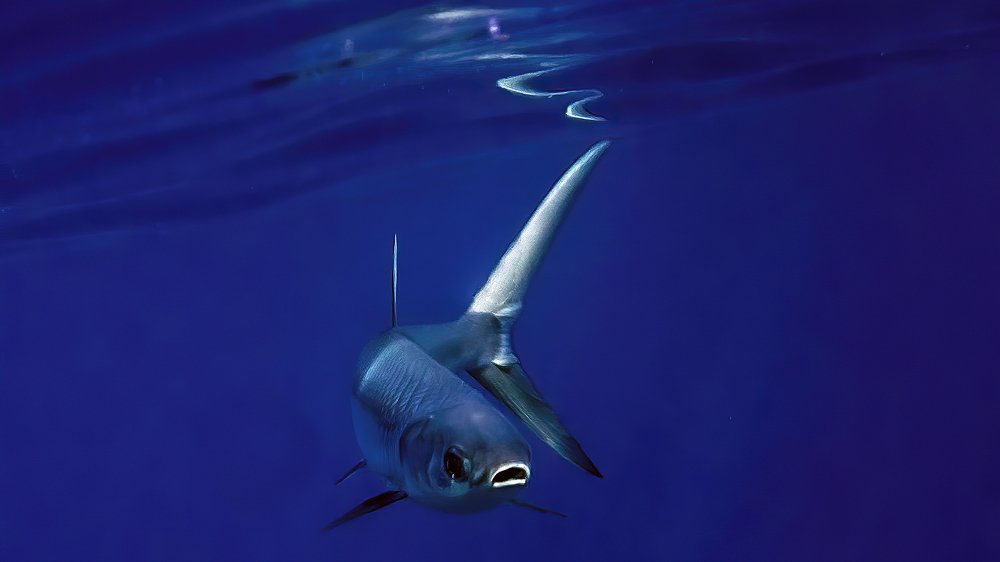 Photograph by Сергей Милицкий