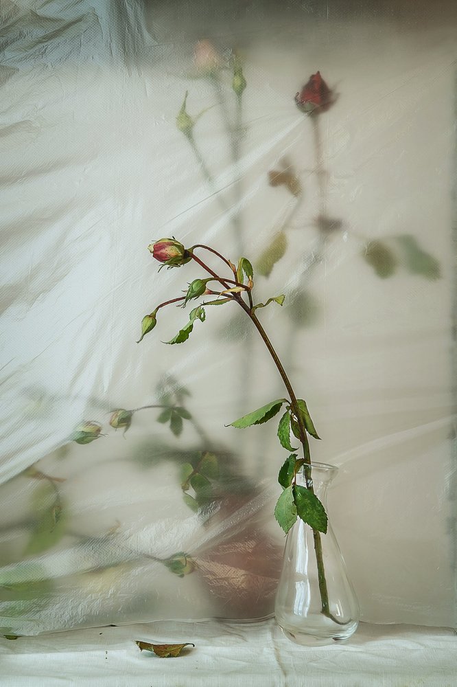 Фотография автора Анна Петина