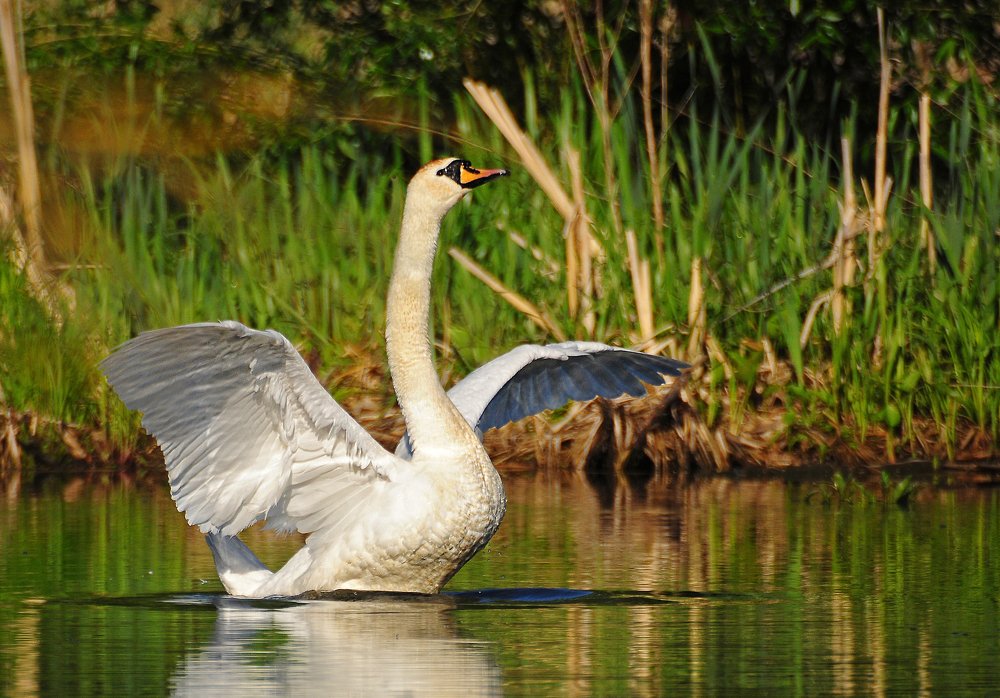 Фотография автора Антип