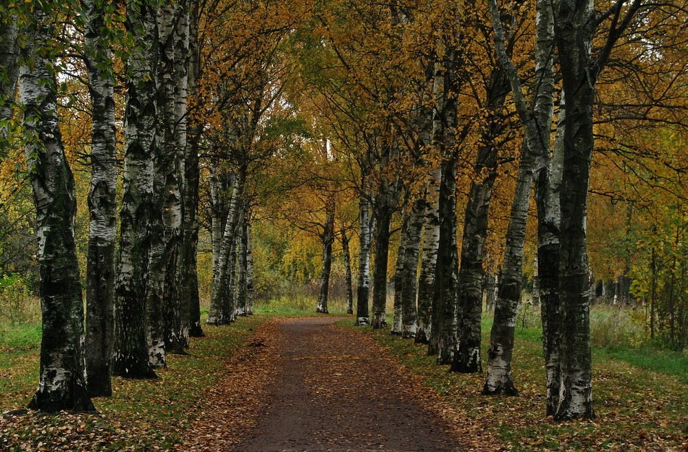 Photograph by Юрий Чистяков