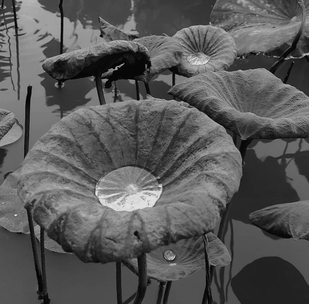 Photograph by Jonathan