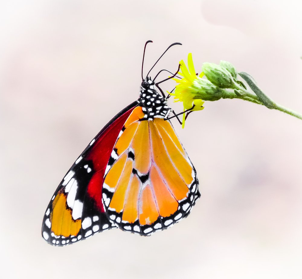 Photograph by Михаил Заброцкий