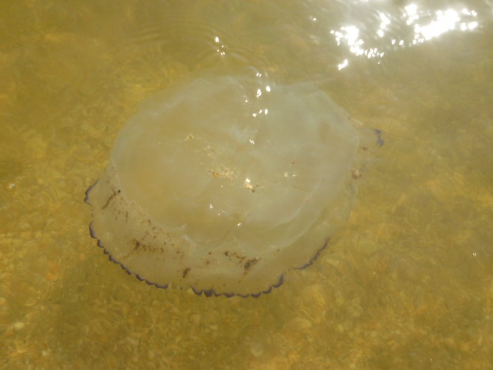 Photograph by Мила