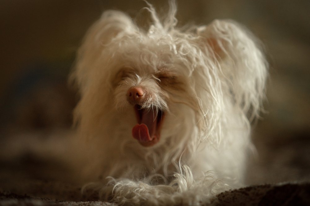 Photograph by Татьяна Пименкова