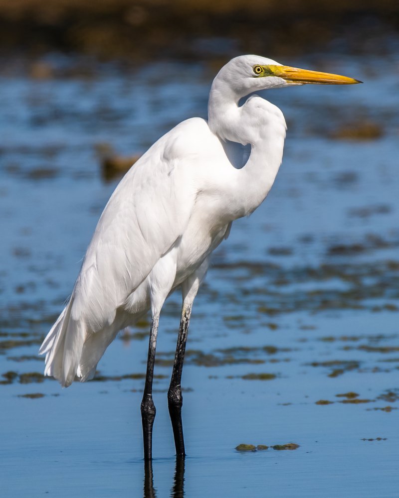 Фотография автора Gopal Sutar