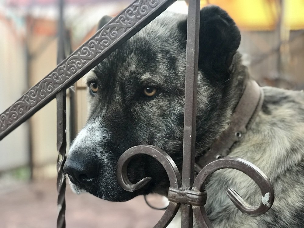 Задумчивый взгляд Дамы.