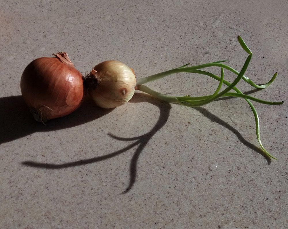Soğanın filizi