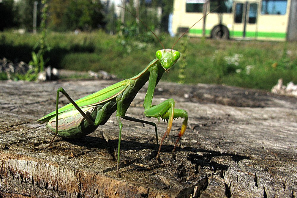 Photograph by Ольга Силакова