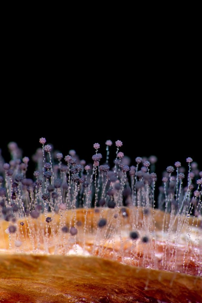 Photograph by Dibyendu Saha