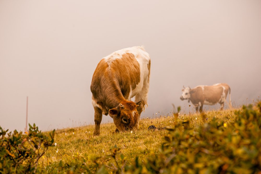 Photograph by Павел Хорст