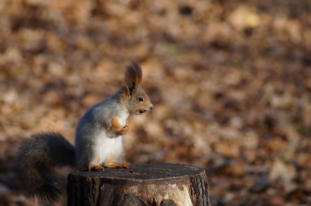 не отдам жёлудь-не просите