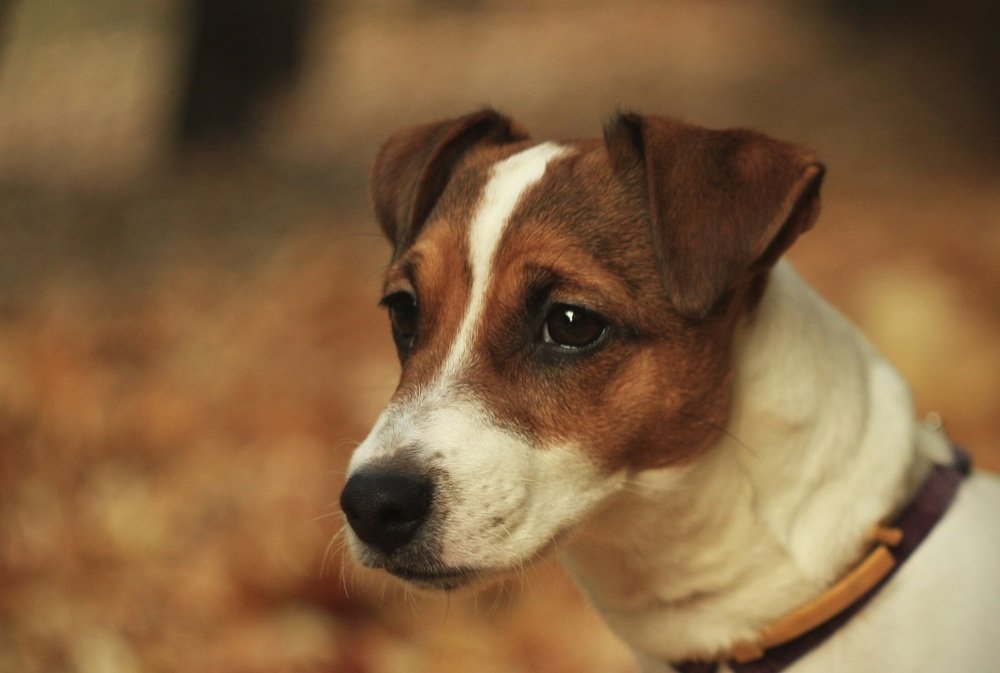 Photograph by Дмитрий Сырбу