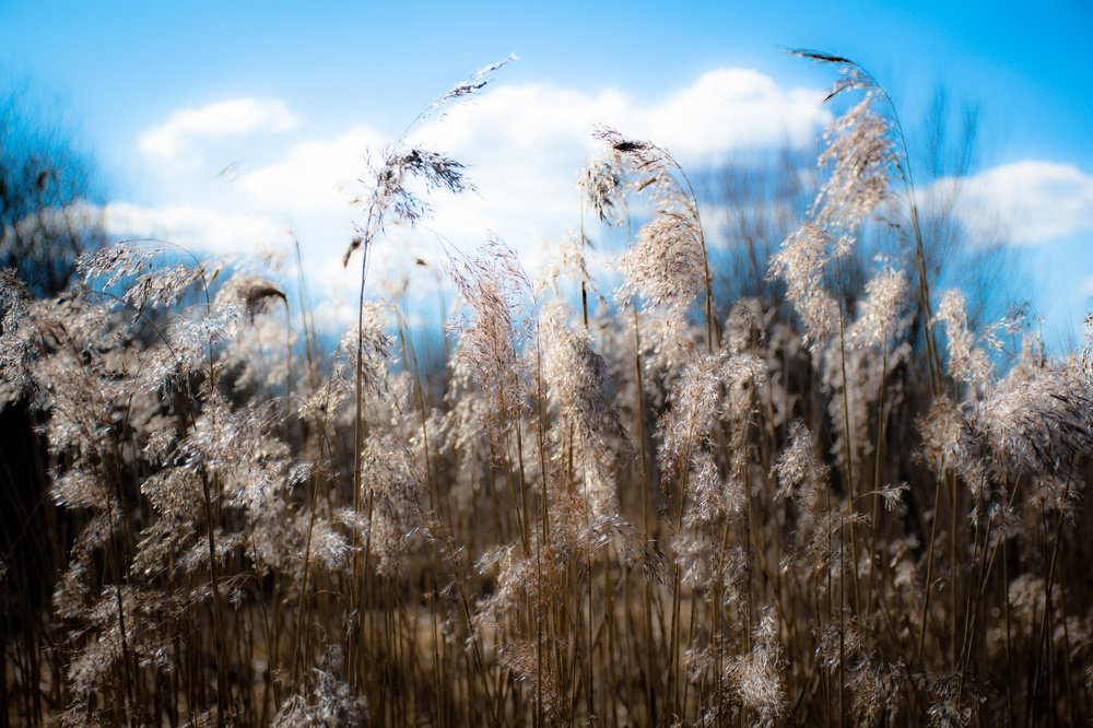 Летний день в поле.