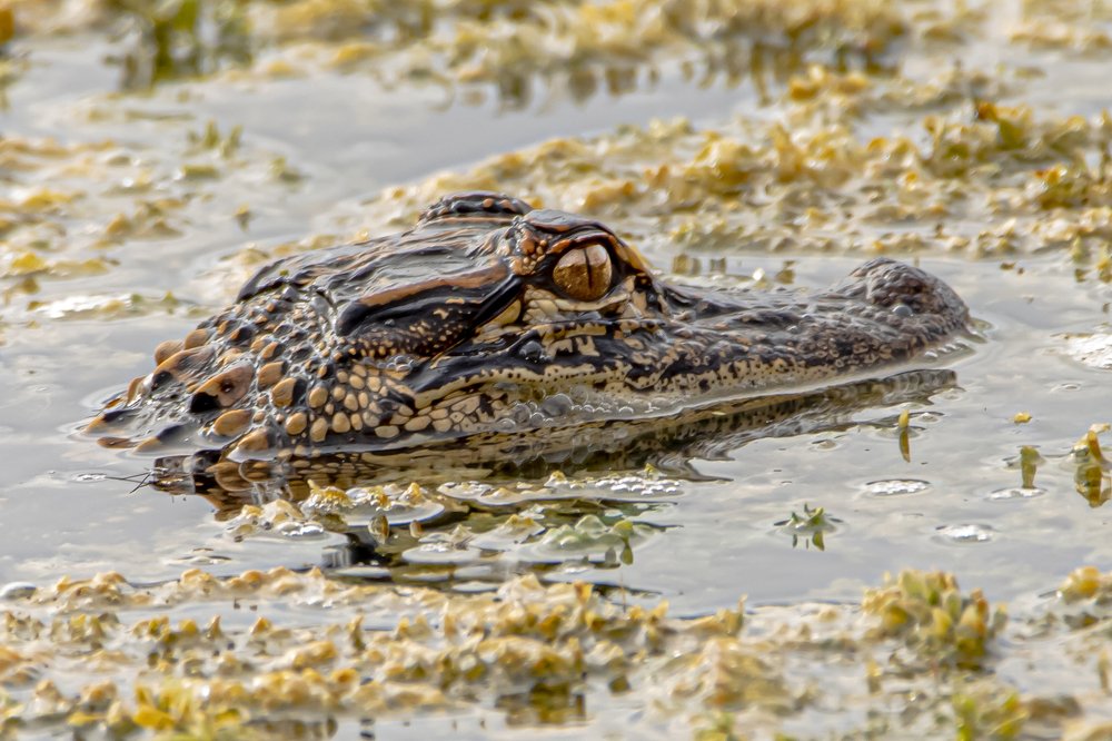 Eye of the baby gator