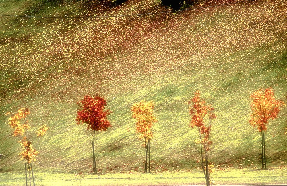 краски осени
