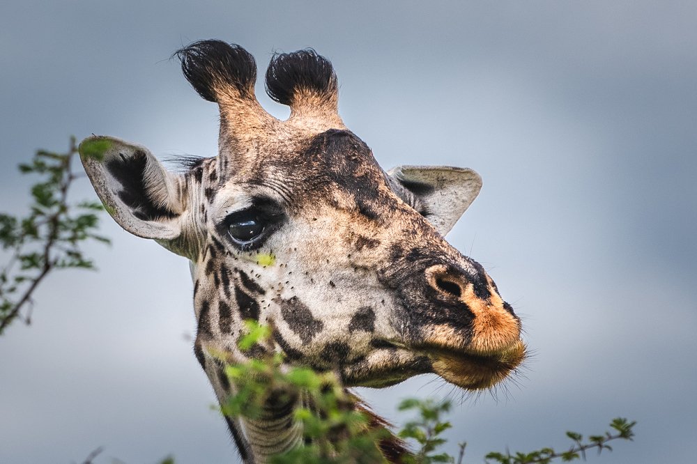 Photograph by Дмитрий Николаев