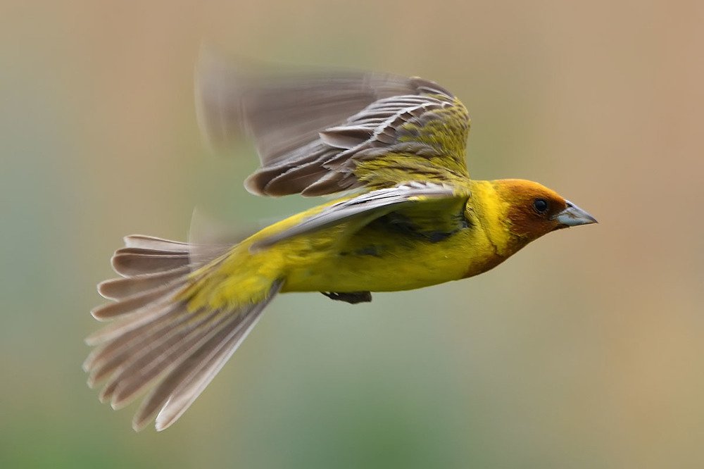 Порхание желчной овсянки