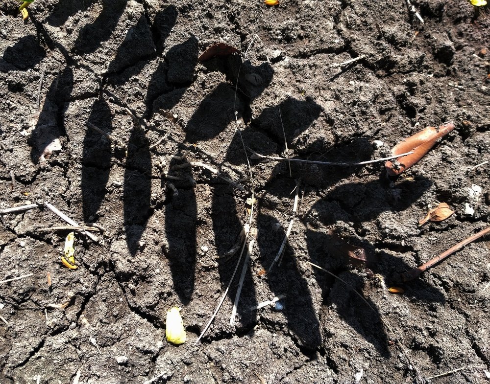 Photograph by Leni Tangmau