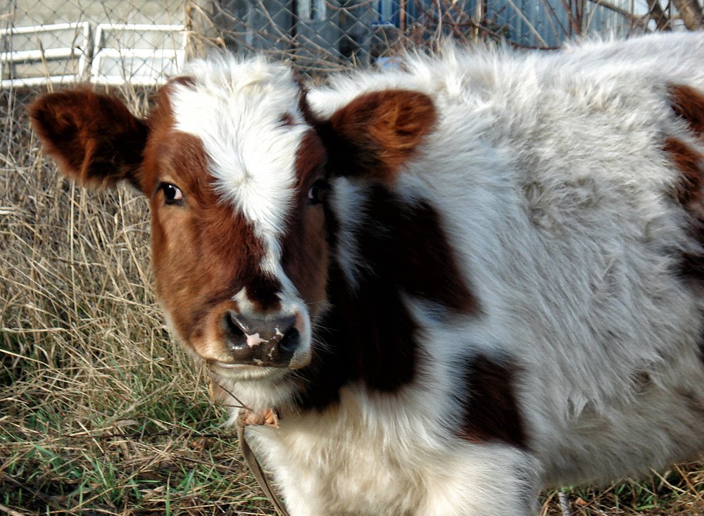 Photograph by София Гавриловна Вотякова