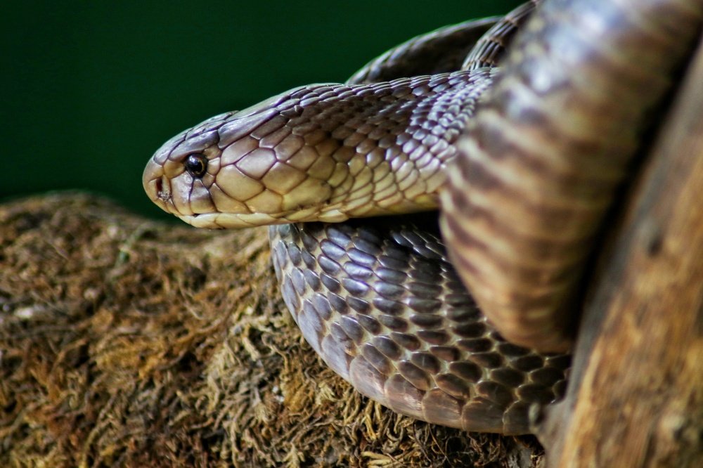 Photograph by Shubham Singh