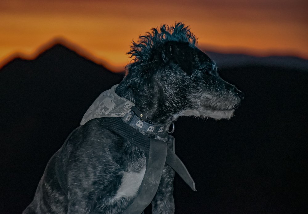 Bruno the Wonder Dog