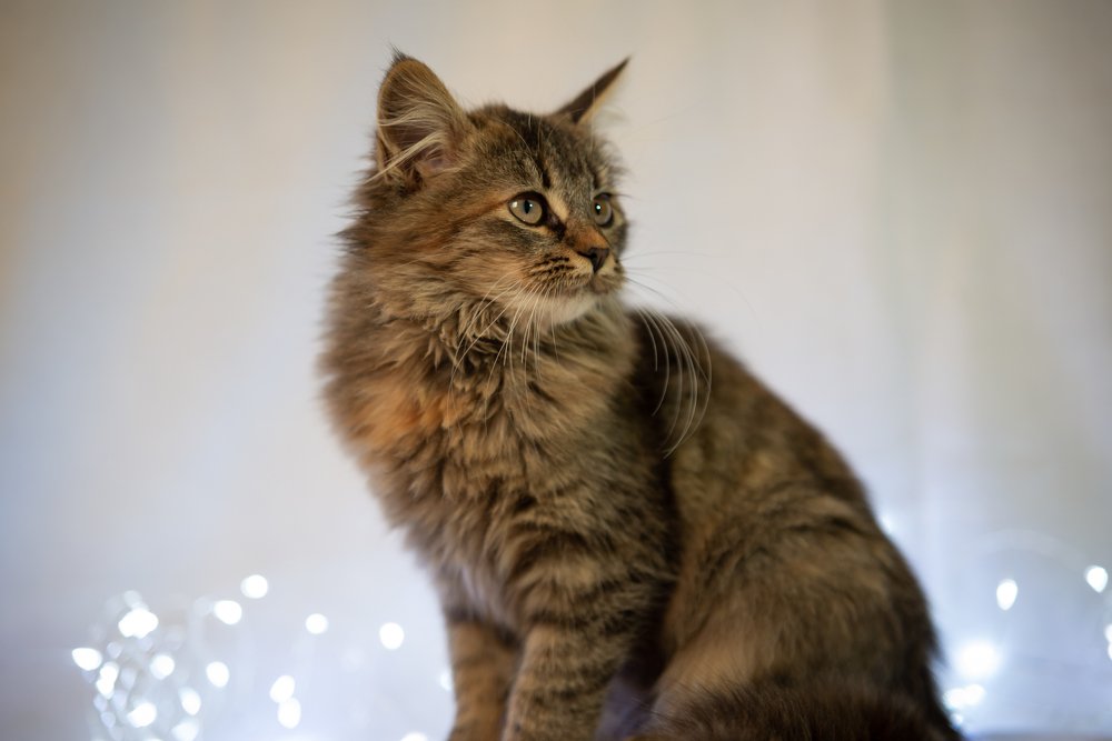 Photograph by Анна Пикаленко