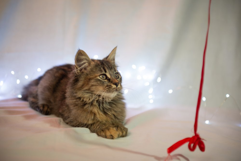 Photograph by Анна Пикаленко