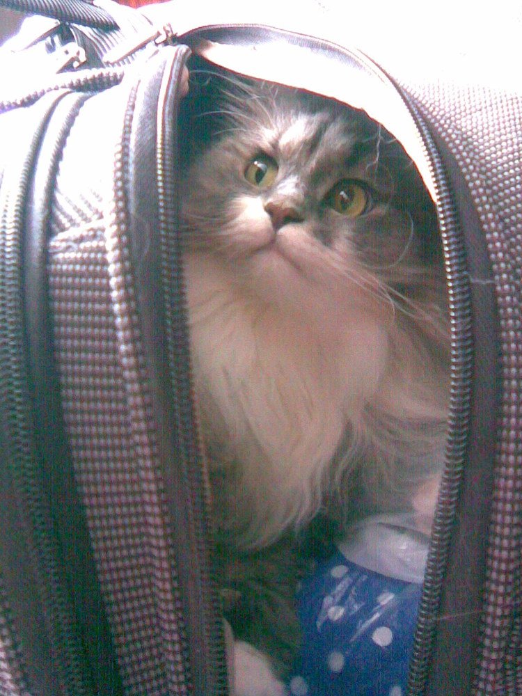 Photograph by Ирина Пшеничникова