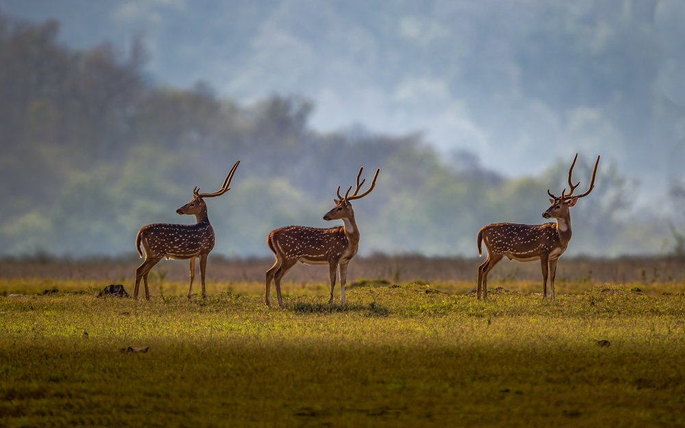 Photograph by Vinod Kumar Kulkarni