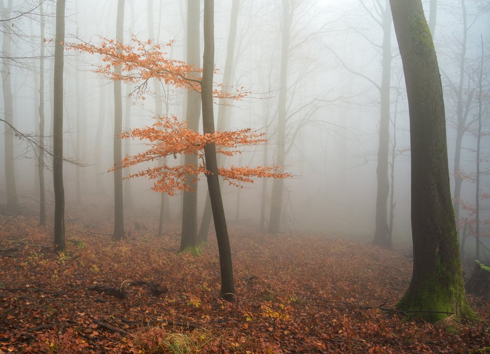 Photograph by Ladislav Szabó